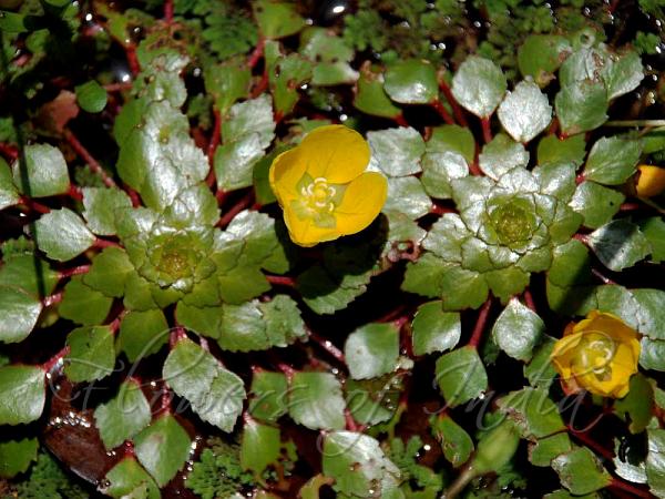Mosaic Flower